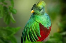 Birdwatching Tour in the Wildlife of Monteverde