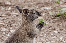 Sydney's Greatest Private Day Tour! 