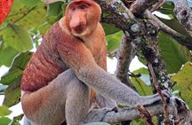 Bongawan River Cruise Proboscis Monkey, SkyMirror, Fireflies 