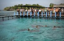 Rosario Islands and Playa Blanca Tour with Snorkeling or Aquarium