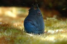 Snorkeling Adventure for Kids with Private Guide In Sydney