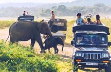 6 Days Tour of Sri Lanka 