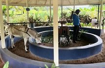 Appleton Estate Rum Tasting and YS Falls 