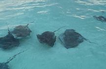 Stingray Snorkel