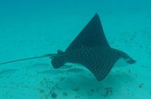 Barbados Sunset and Snorkeling Catamaran Cruise