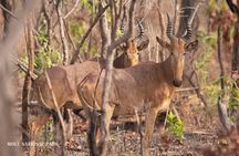 4 Days Adventurous Wildlife Safari 
