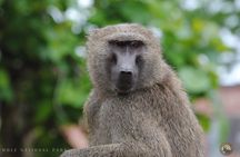 4 Days Adventurous Wildlife Safari 