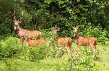3 Day Chitwan National Park, Jungle Safari Package all Inclusive
