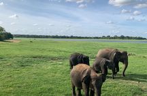 Minneriya National Park Elephant Safari