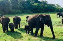 Minneriya National Park Elephant Safari