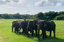 Minneriya National Park Elephant Safari
