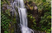 Private Piha Beach, Rainforest Adventure & Mt. Eden with Guide