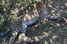 Somerset West Cheetah Outreach Museum Ticket Tour