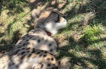 Somerset West Cheetah Outreach Museum Ticket Tour