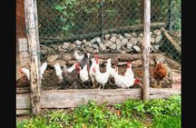 Farm Tour & Cooking Class: Discover the Flavors of Lake Como