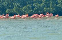 Flamingos Tour in Rio Lagartos Yucatan 2 hours