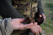 Search truffle lunch with tasting in Castellina in Chianti