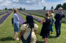Lavender Farm Experience with Local Lunch, Day Trip from Toronto