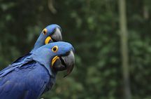 Adventure tour with Sugarloaf Mountain, AquaRio and BioParque