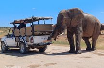 Full Day Addo Elephant National Park Safari wit BBQ:Thentic Tours