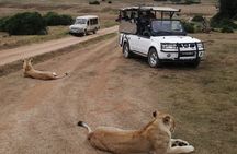 Full Day Addo Elephant National Park Safari wit BBQ:Thentic Tours