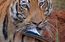 2 Days Ranthambore Tiger Safari with Tickets