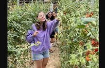 Farm Tour & Authentic Tuscan Lunch in Montepulciano