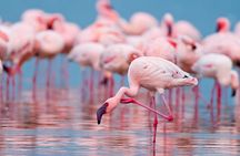 Birdwatching at Saline Maria Stella in Trapani