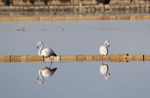 Birdwatching at Saline Maria Stella in Trapani