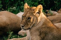 1 Day shared Safari Trip to Mikumi Np from Dar es salaam by Train