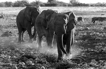 One Day Epic Trip to Nyerere National Park (selous)