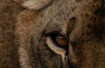 One Day Epic Trip to Nyerere National Park (selous)