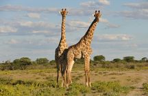 1 Day shared Safari Trip to Mikumi Np from Dar es salaam by Train