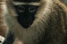 4 day enjoy Udzungwa and Mikumi National Park