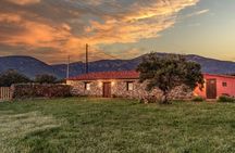 Greece in a Drop: Olive Grove Walk and Olive Oil Tasting