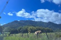 El Yunque Rainforest VIP Tour