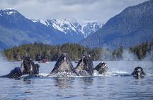 A Comfortable Sitka Whale Watching Wildlife Shore Excursion 