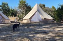 Kangaroo Island 2-Day Wildlife Adventure Small Group tour 