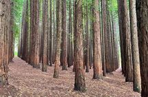 Yarra Valley Redwoods Tour with Winery Lunch or Wildlife Option