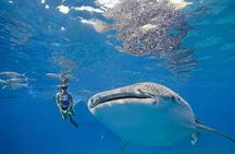 Oslob Whale Shark Snorkeling & Tumalog Falls with Osmeña Peak 