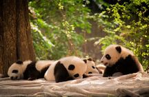 Private Chengdu Panda Breeding Research Base Ticket and Guide opt