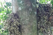 Waterfall Organic Coffee Taste and Forest Community Tour 