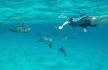 Sataya Dolphin House Adventure by Luxury Boat with Lunch