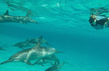 Sataya Dolphin House Adventure by Luxury Boat with Lunch