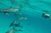 Sataya Dolphin House Adventure by Luxury Boat with Lunch