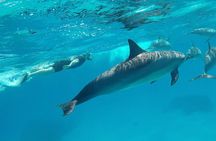 Sataya Dolphin House Adventure by Luxury Boat with Lunch