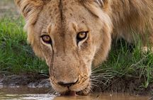 Aquila Game Reserve Safari with wine tasting, Transport & Lunch