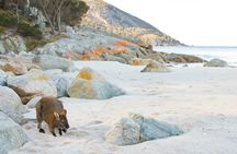 A Day At Wineglass Bay
