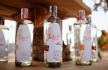 Cachasol Raicilla and Tequila Tour