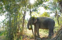 Living Green Elephant Sanctuary Tour from Bangkok and Pattaya